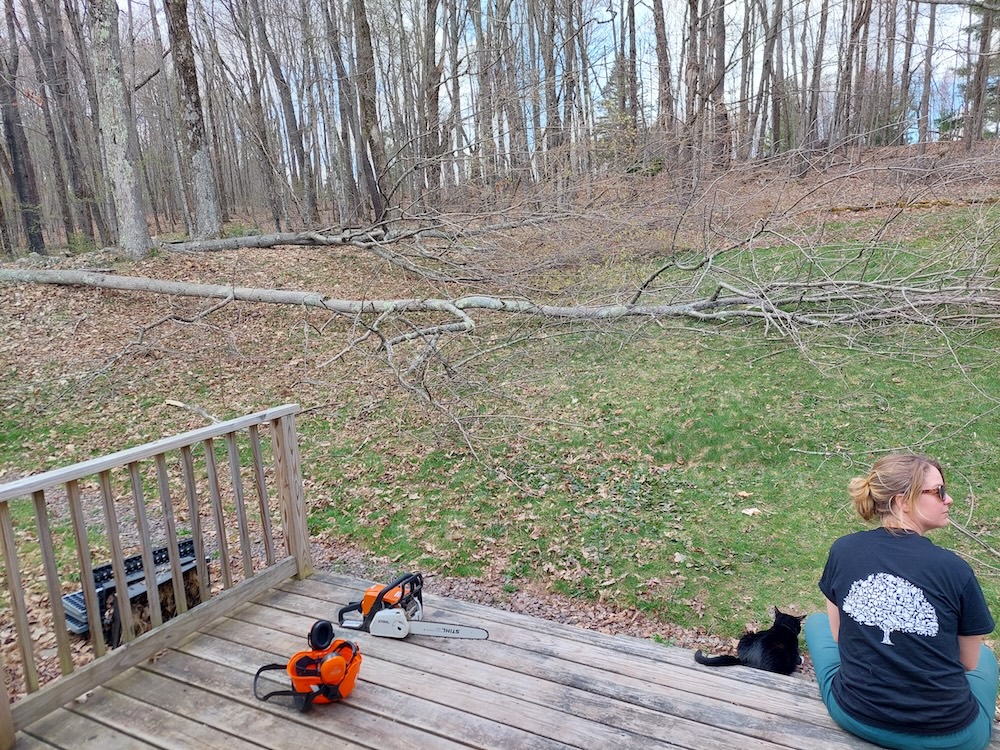 Two small diameter trees felled into the backyard, prior to delimbing. The author’s wife and cat look on from the back deck. 