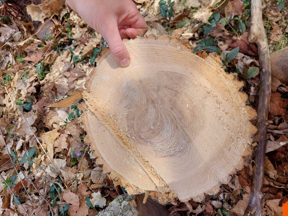 Ash tree stump showing evidence of a bore cut and hinge.