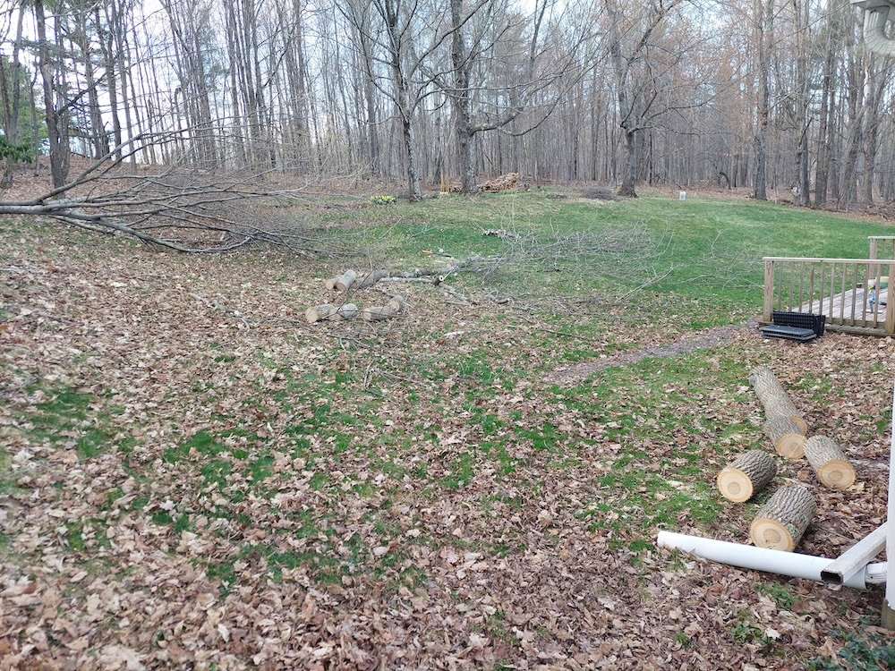 Ash tree delimbed and cut into 16 inch rounds.