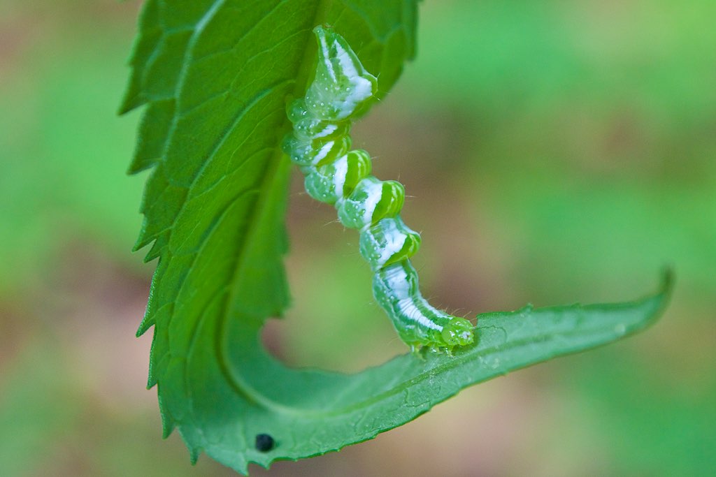 A Pink Patched Looper Moth caterpillar feeds on a light green leaf. The caterpillar’s color is identical to its food source. 