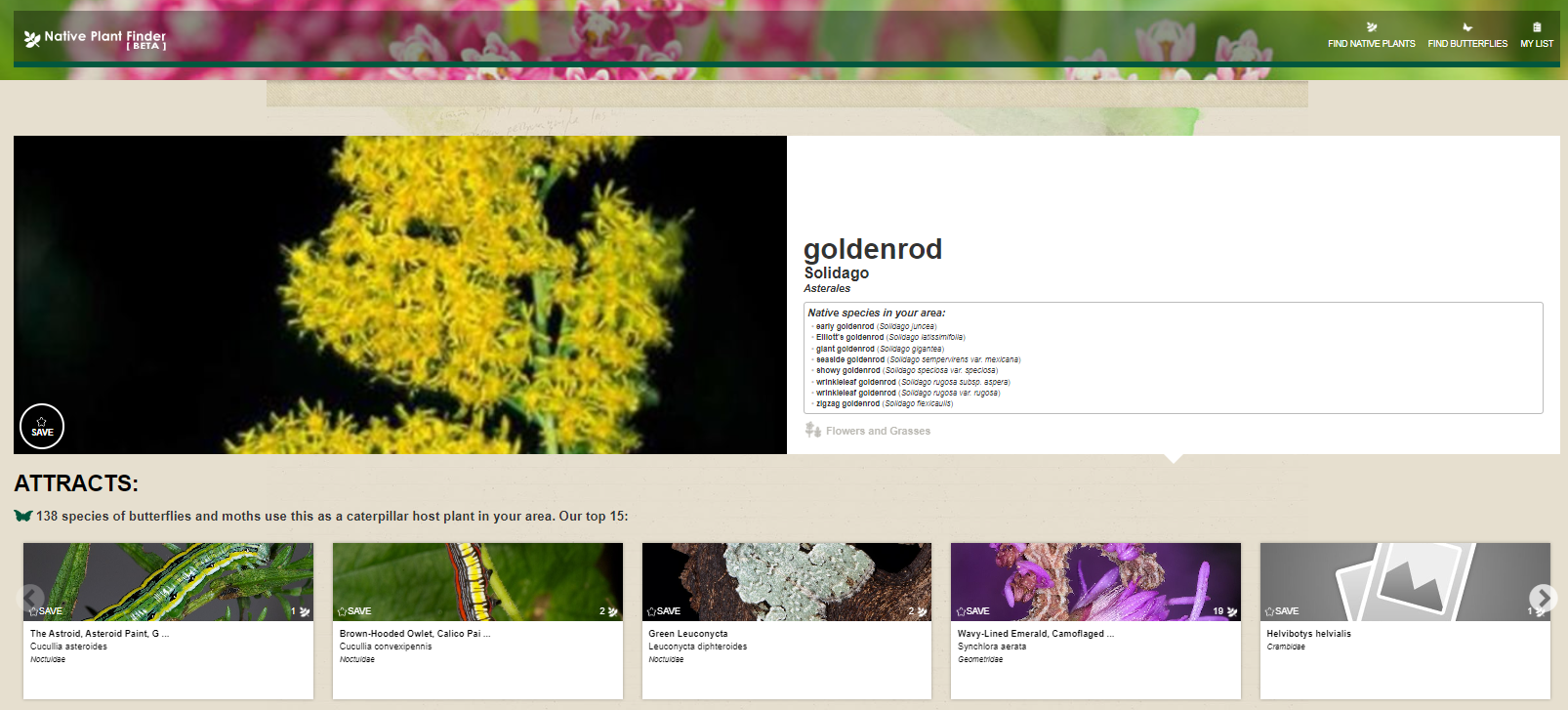 Screen shot from the Native Plant Finder showing goldenrod, and the top 15 butterflies and moths that use this as a caterpillar host plant.