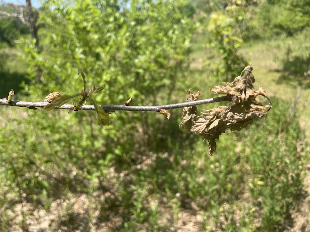 Dead first set of red oak leaves with a newly emerging second set.