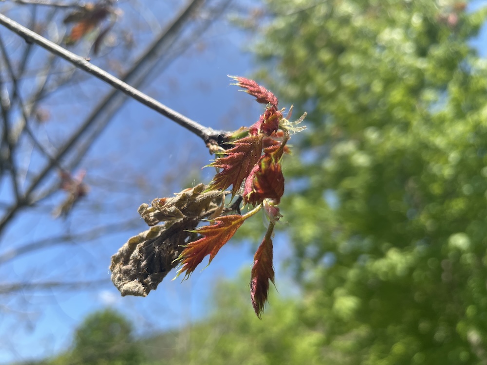 Red second set of red oak leaves.