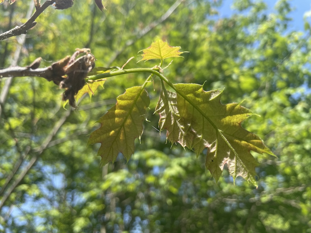 Nearly fully formed second set of red oak leaves.