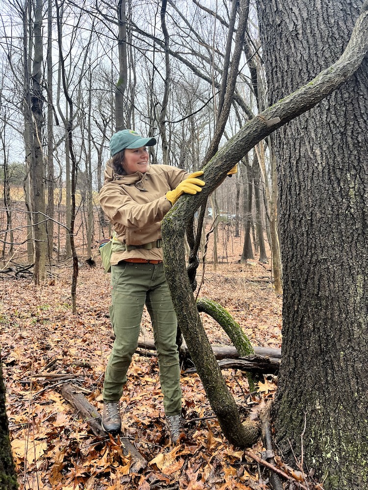 Cory Tiger from Hudson Highland Land Trust saws a bittersweet vine. 