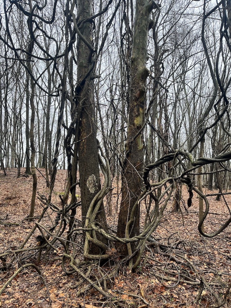 A knot of bittersweet vines growing on trees.