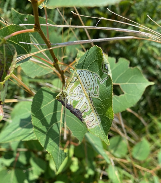 Circuitous pattern on the leaf of a tree seedling. Some leaves below this one have been fed upon, as evidenced by the holes in them.