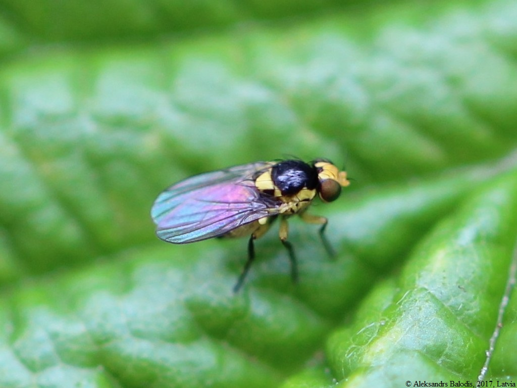 An adult leafminer. Its body is black and yellow with iridescent wings. 