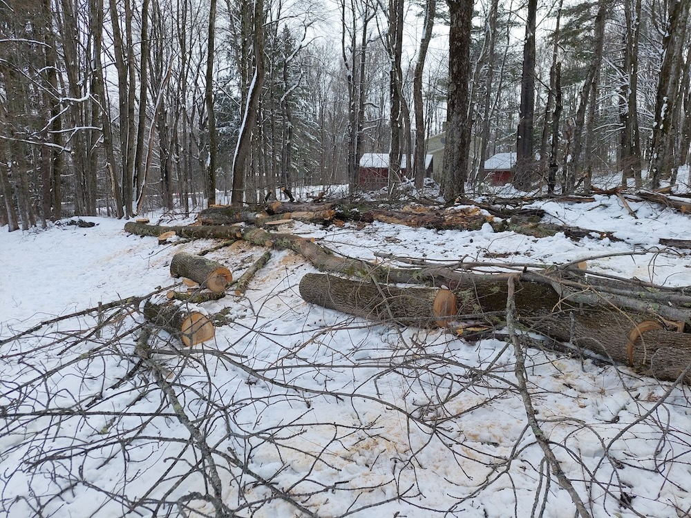 Two ash trees felled and bucked up on the snow-covered ground.