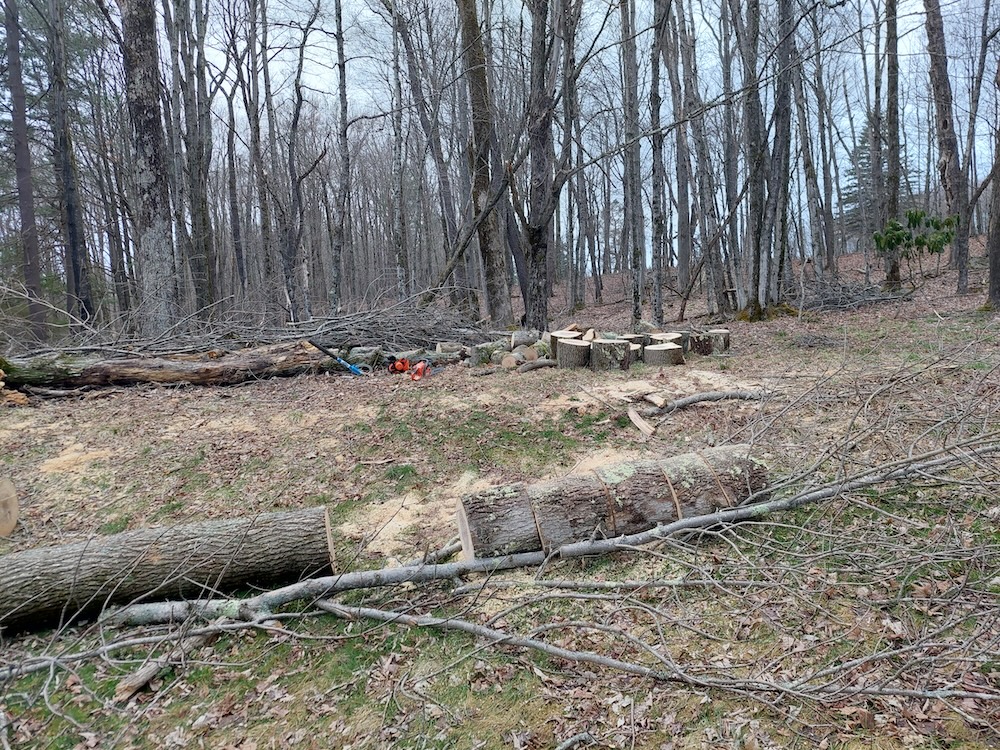 Ash tree logs cut into firewood rounds.