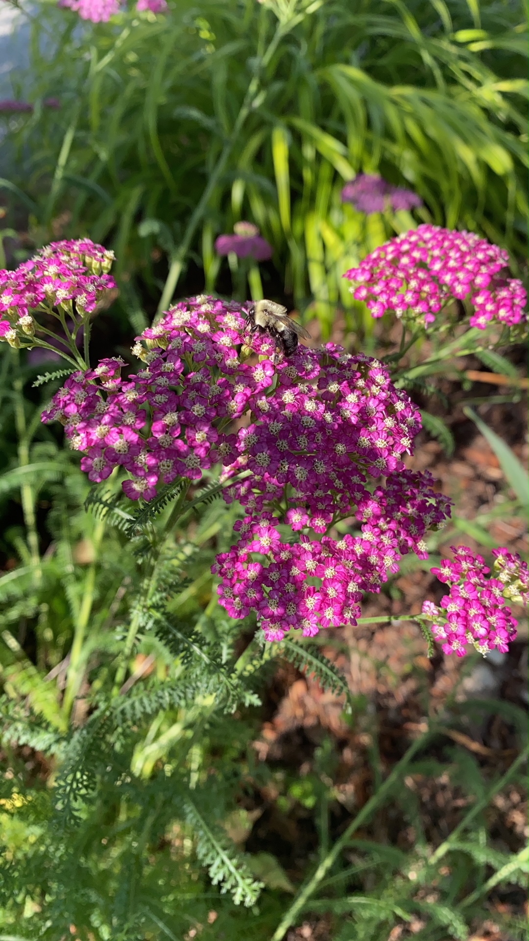 Common Yarrow, with its tight bunches of little purple flowers in the morning light.