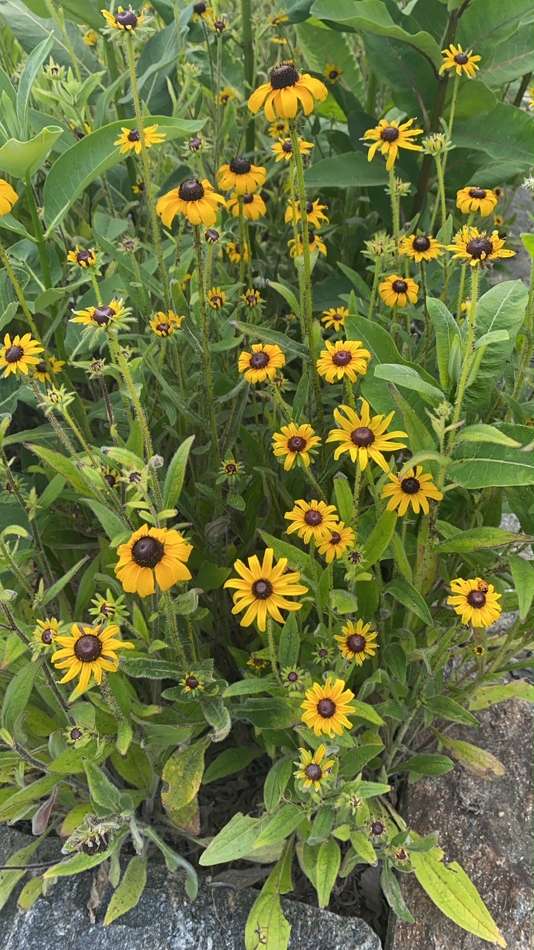 An aerial view of a patch of Black-Eyed Susan with milkweed interspersed. Yellow ray florets and a black or brown cone give this flowering plant its distinct look and name.