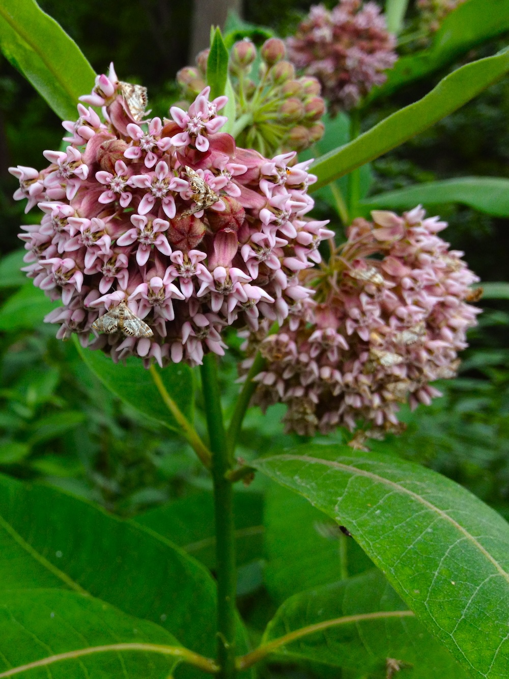 Common milkweed flowering.