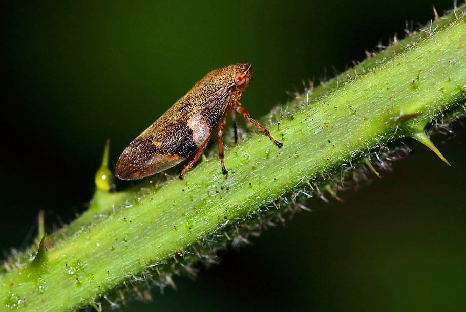 Adult Spittlebug on the stem of a thorny plant. This sturdy looking spittlebug has black and white wings with a rusty top and red eyes.