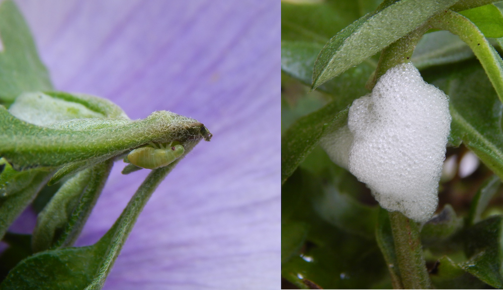 Foamy mass created by spittlebugs chewing on plant and spitting it back out. 