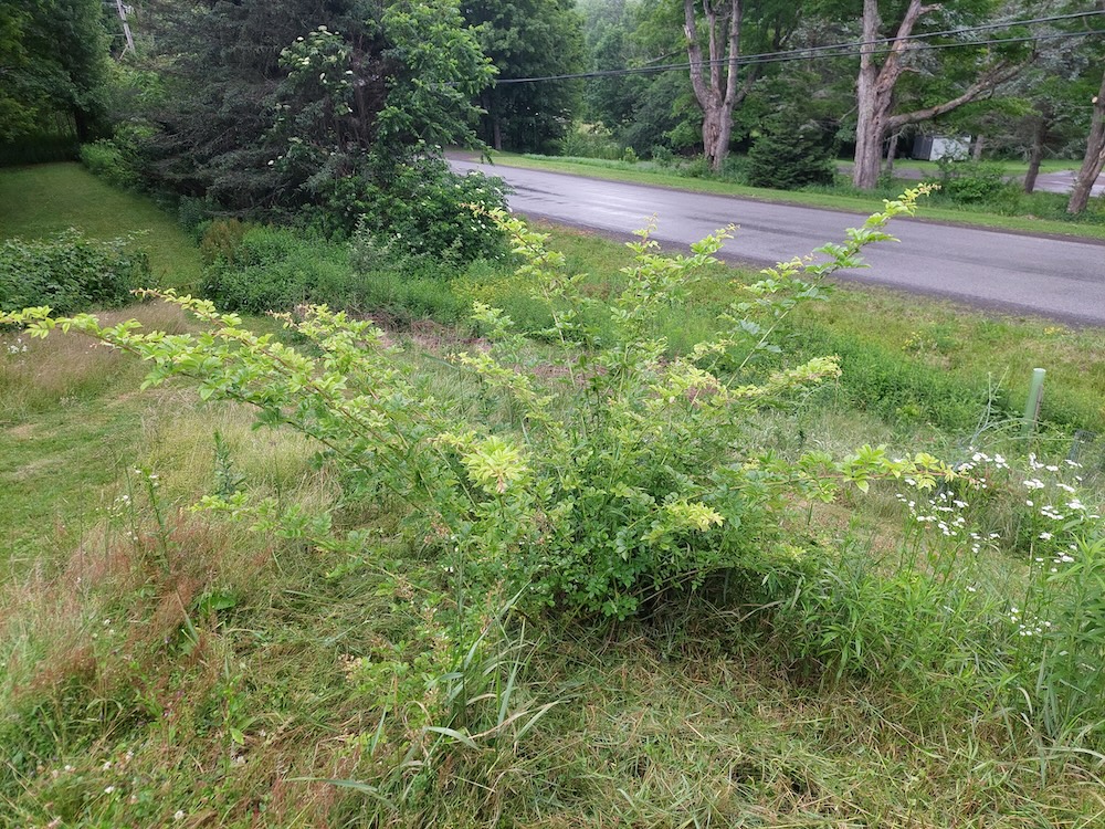 Multiflora rose growing in tall grass with some clover and wildflowers present. The vegetation is lush and green.