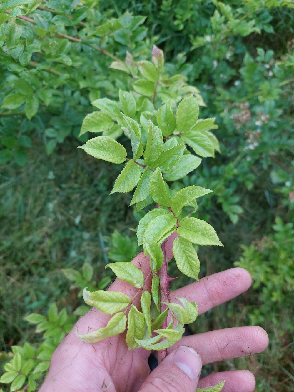 Multiflora rose stem up close showing compound leaves.