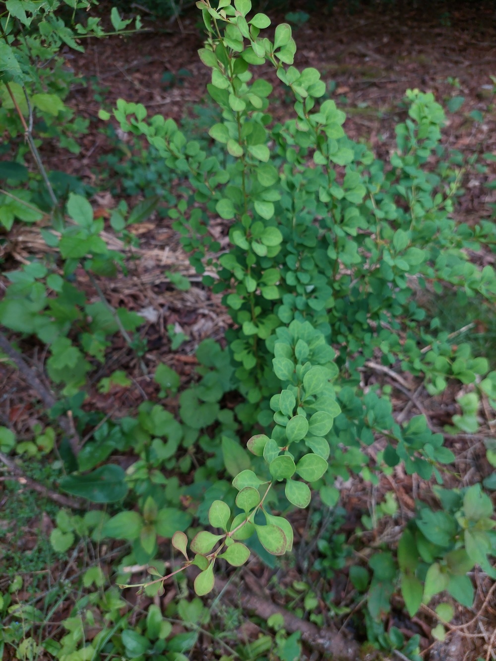 Japanese barberry.