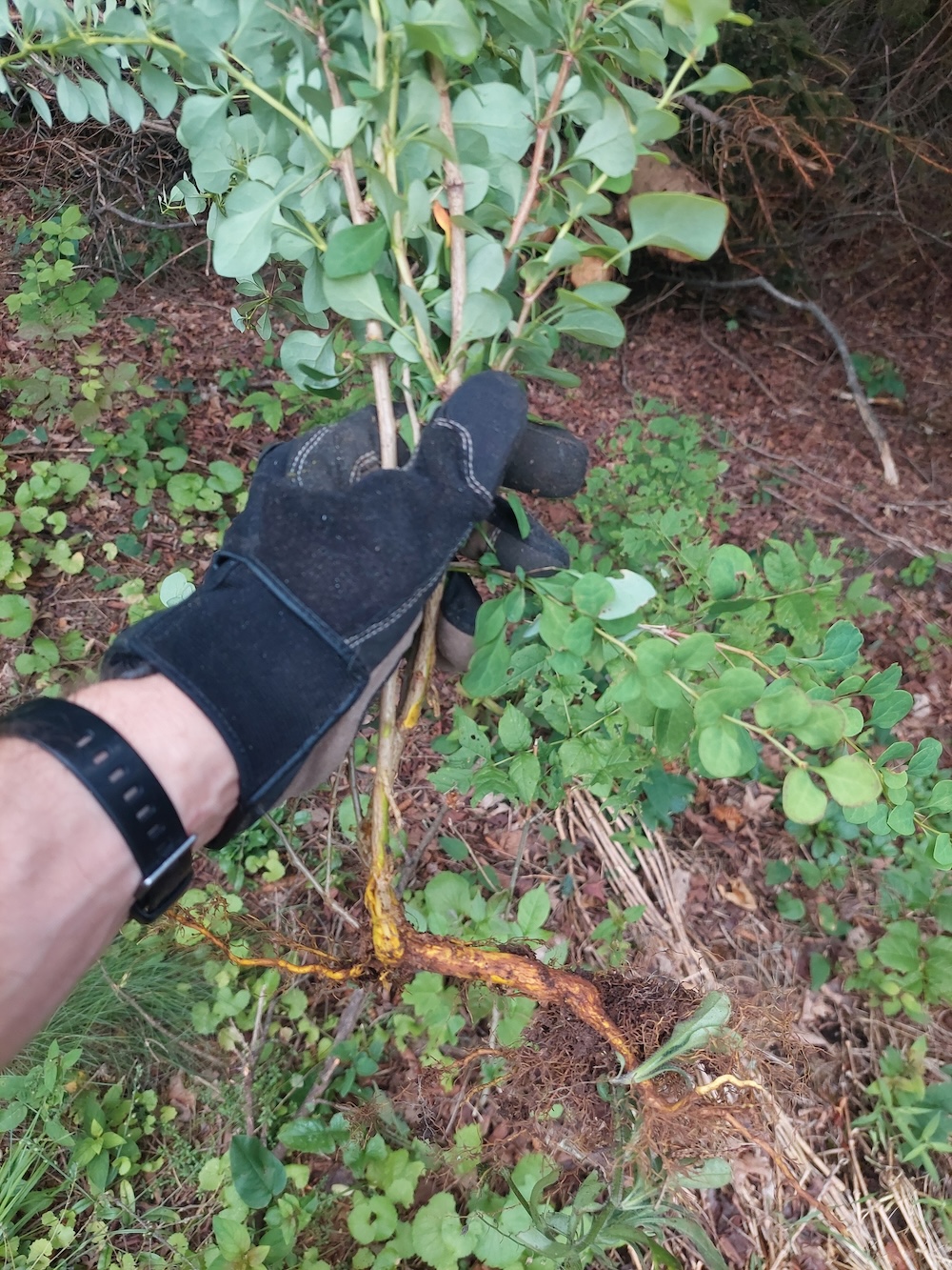 A gloved hand holds a Japanese barberry plant that was just pulled from the ground.