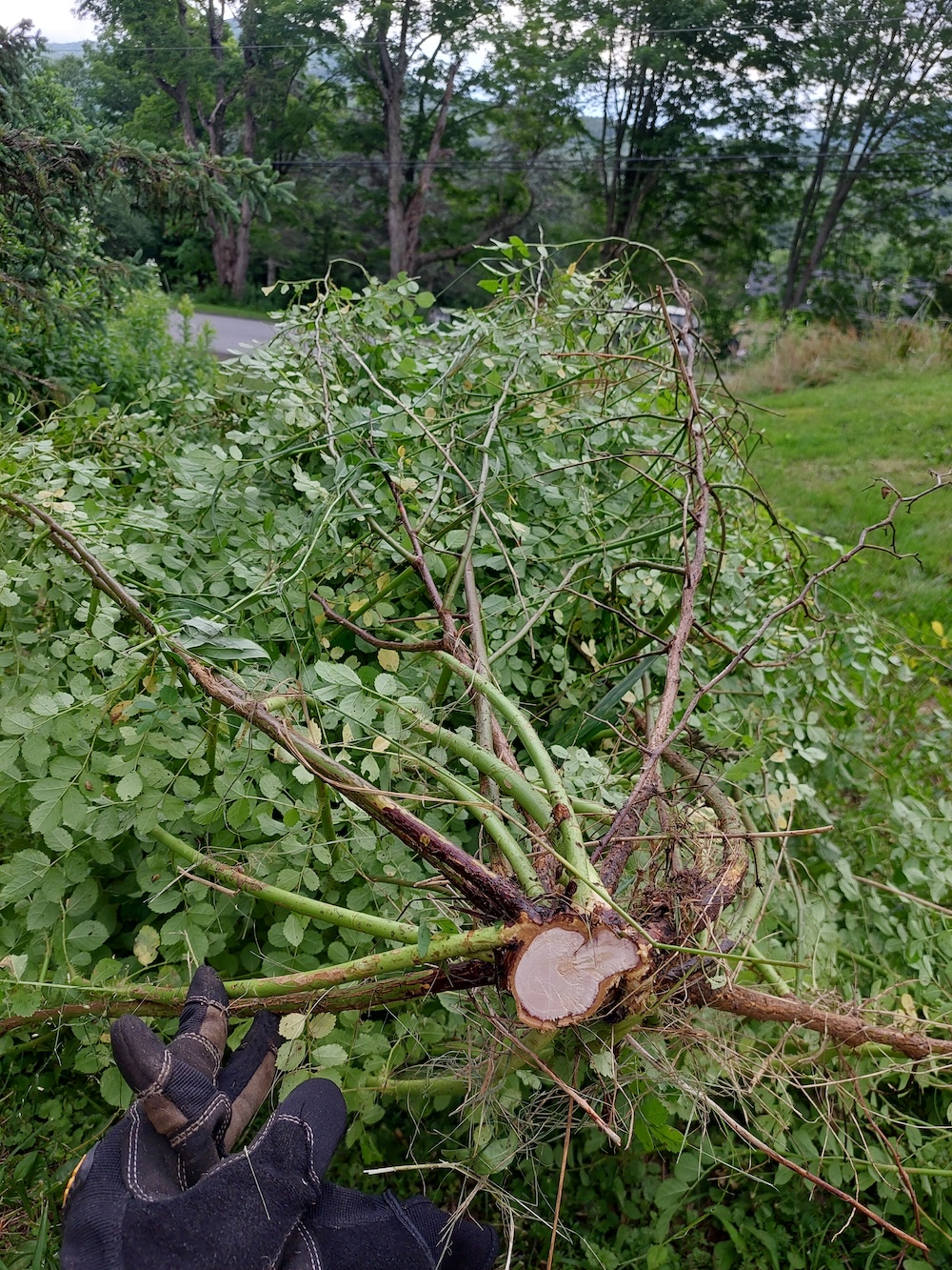 Dozens of stems on this multiflora rose shrub, which is lopped at the base.