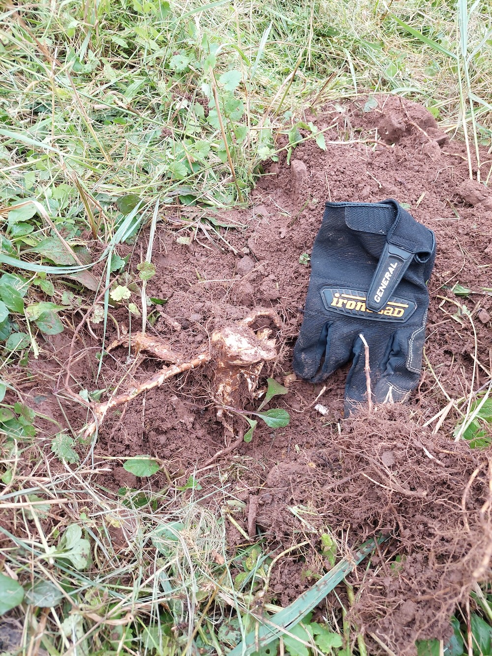 An adult work glove lays next to the thick multiflora rose root for scale. The root was dug up by a round-nosed shovel.