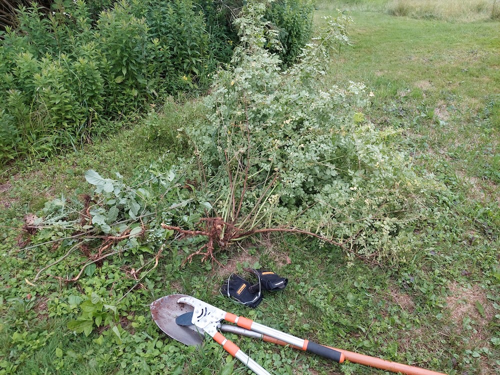 A small pile of mechanically removed vegetation, including multiflora rose, Japanese barberry, and some white ash stems the author didn’t want growing too close to the house.