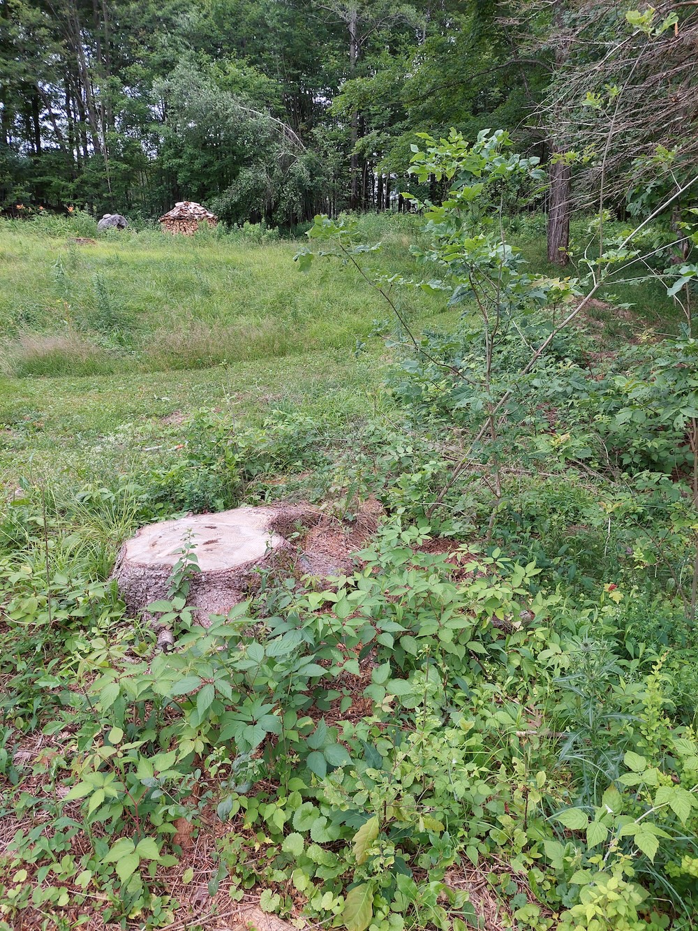 Area where most of the invasive plant removal took place.