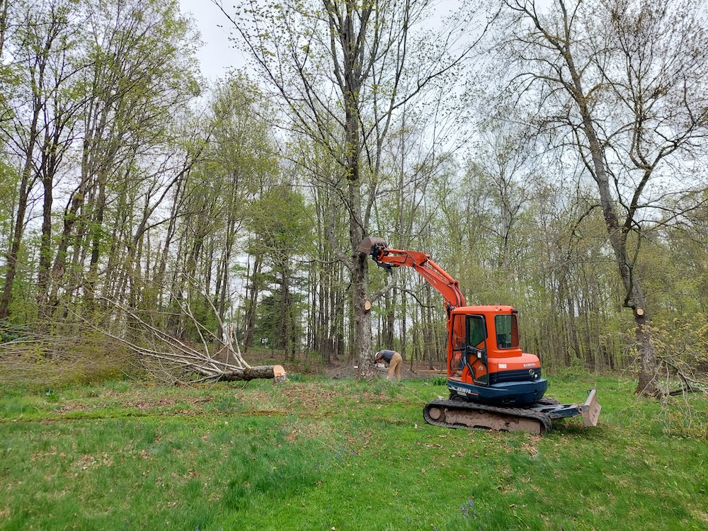 Tree service workers in the process of felling 3 medium to large maple trees in the backyard on an early spring day. A chainsaw operator is making felling cuts while a small excavator pushes the tree in the desired felling direction. 