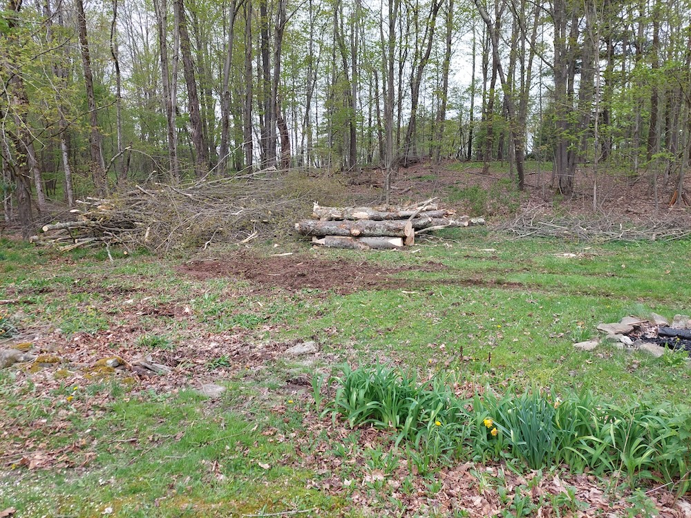 Neat piles of logs and branches left over after three yard trees were felled by arborists. Daffodils are popping up and a fire pit can be seen in the foreground. The excavator caused some soil disturbance in a wet area. 