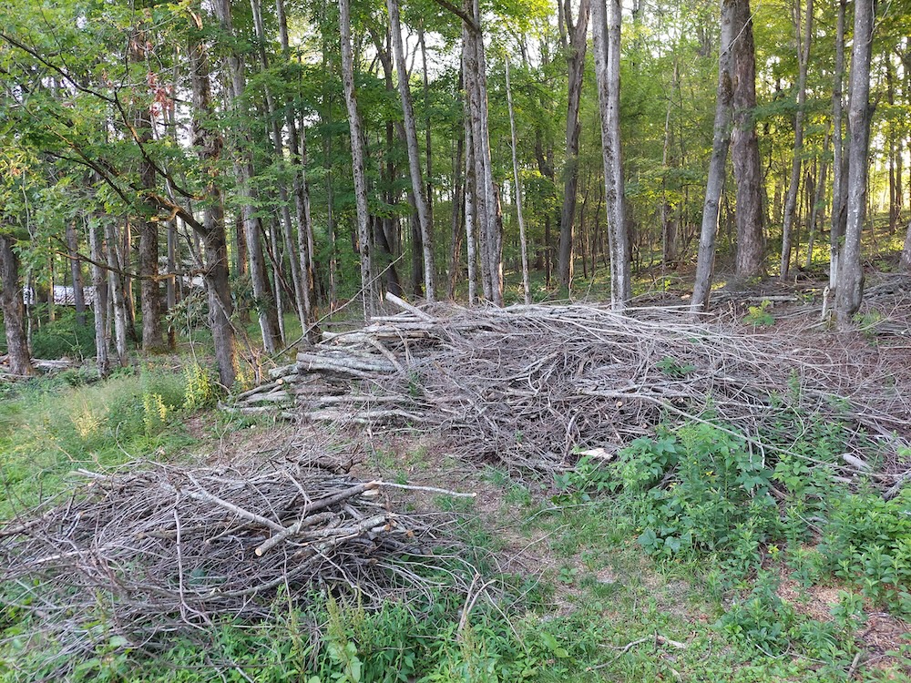 Close-up of the heaping branch pile with a smaller pile in the foreground representing branches already cut and removed from the pile.