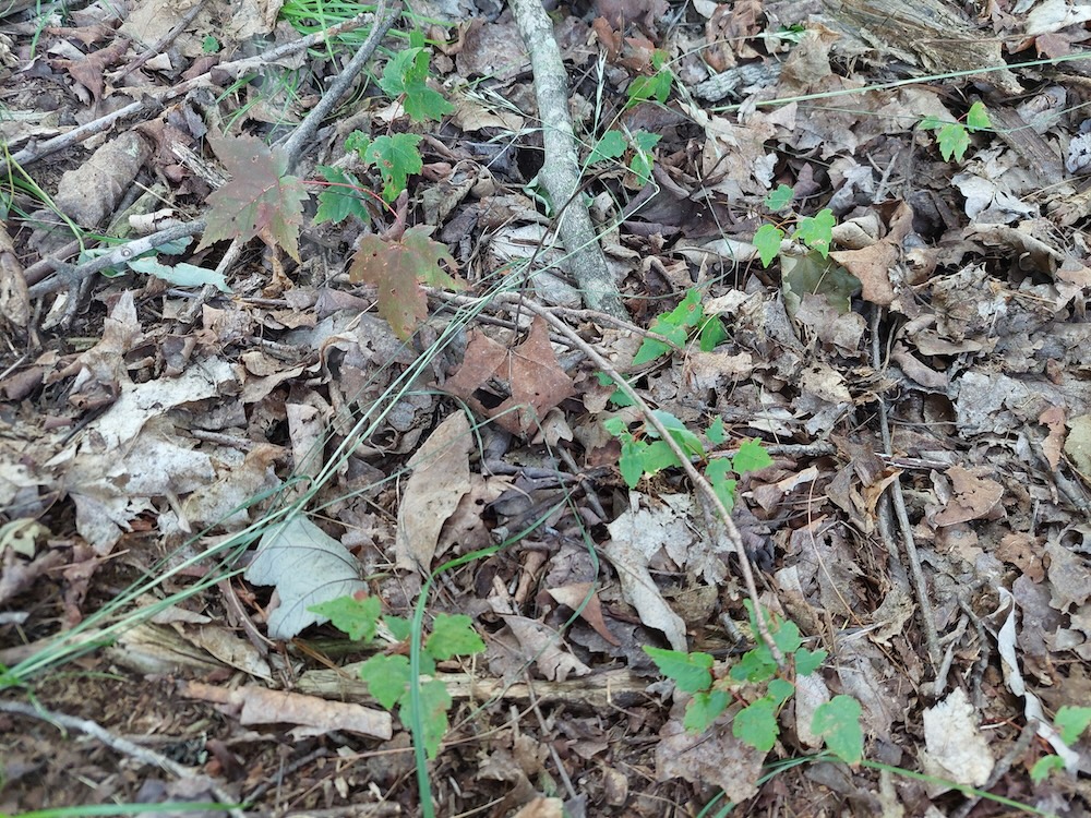 Description: A close-up aerial view of small red maple seedlings amongst the dry leaves and sticks on the forest floor.