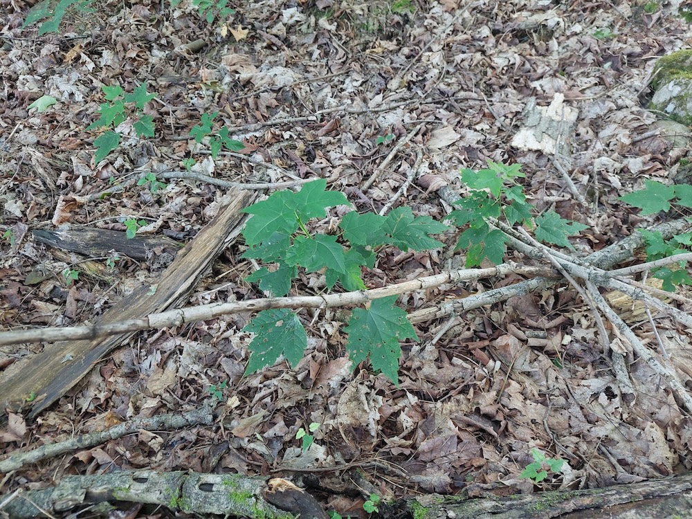 A close-up aerial view of taller red maple seedlings amongst the dry leaves and sticks on the forest floor.