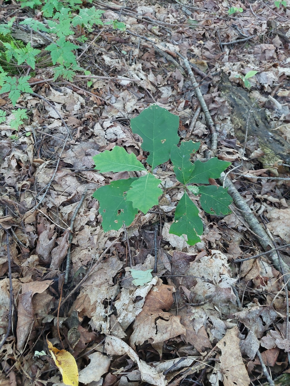 A close-up aerial view of a larger red oak seedling.