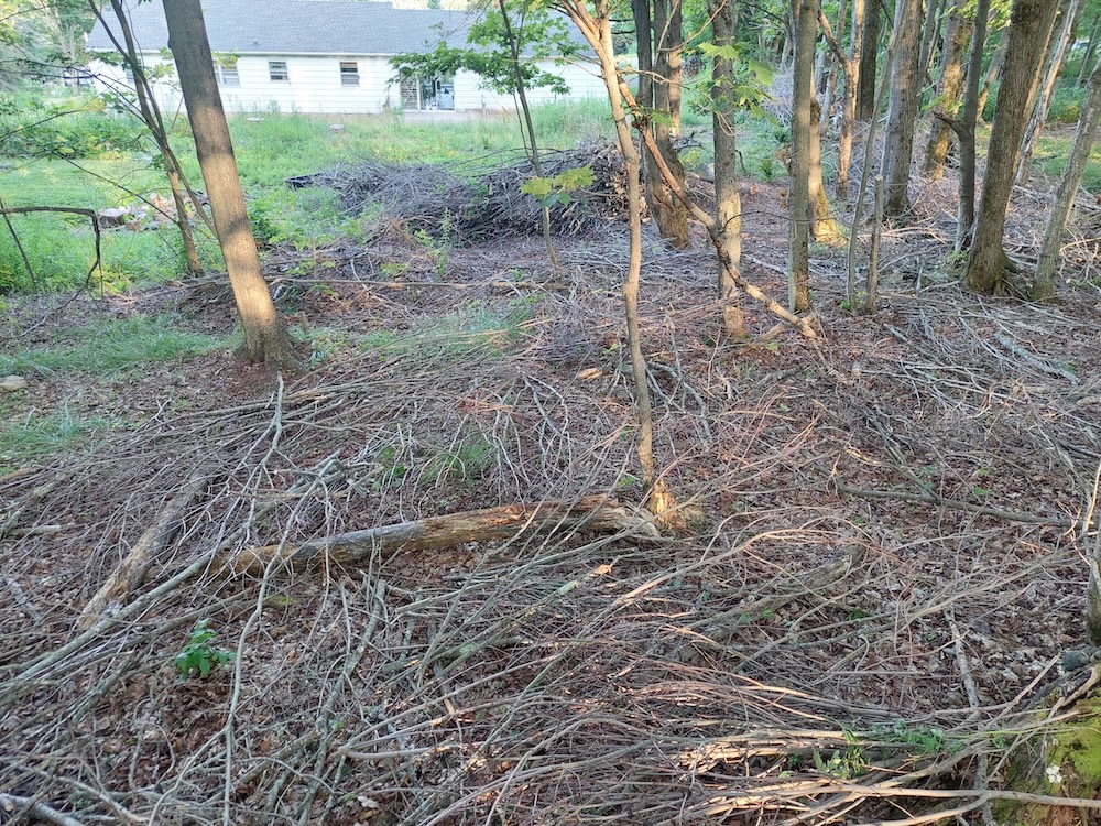 thick layer of small-diameter tree branches spread evenly on the forest floor. The branch processing pile can be seen in the background.