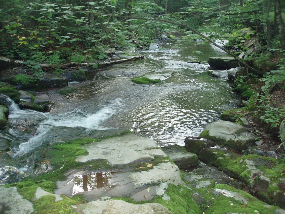 A stream with trees on the edge, flowing over rocks, with moss on them, into a pool below.