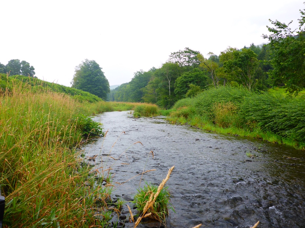 A wide stream flowing over ripples in the late summer, with lush green grass with brown seed stalks on the left side and bushes and trees on the other side.