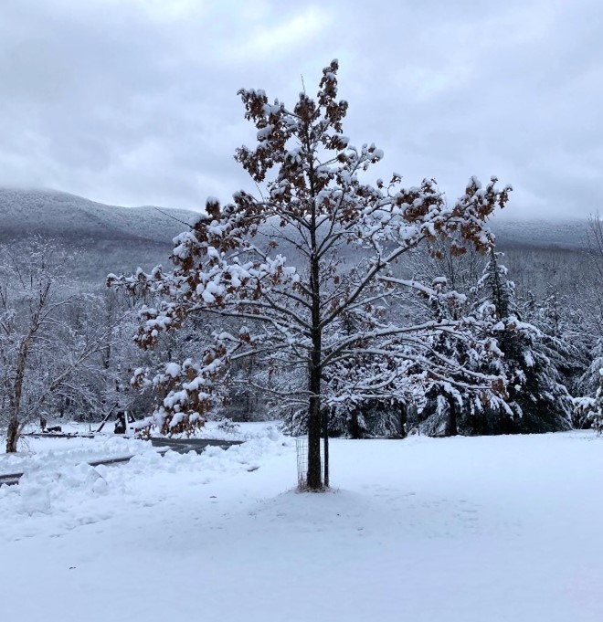 A young swamp white oak retaining its leaves in winter. There is a thick blanket of snow on the ground. The tree was planted in an open area near the entrance to Siuslaw Model Forest in Acra, NY. 