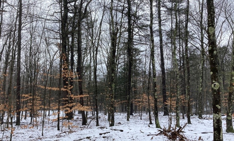 Juvenile beech trees with leaves in the winter. The forest floor has a light layer of snow. These beech trees occupy the understory position.