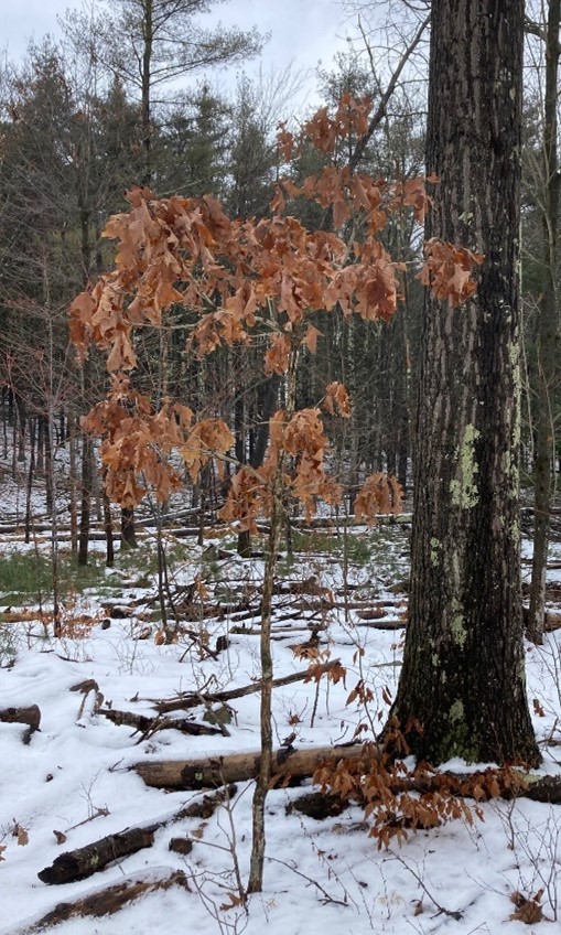 Young red oak with leaves in winter. 