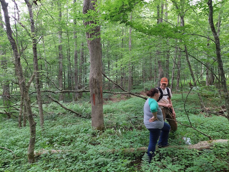 Two vertical red stripes signify a firewood tree. In this case, it’s a white ash.