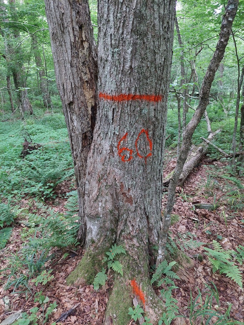 A sugar maple double with a horizontal red stripe and the number 60 written below it. This signifies 60 board feet on one stem. The other is dead.