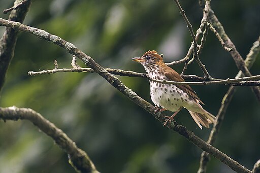 Wood thrush on a tree branch.