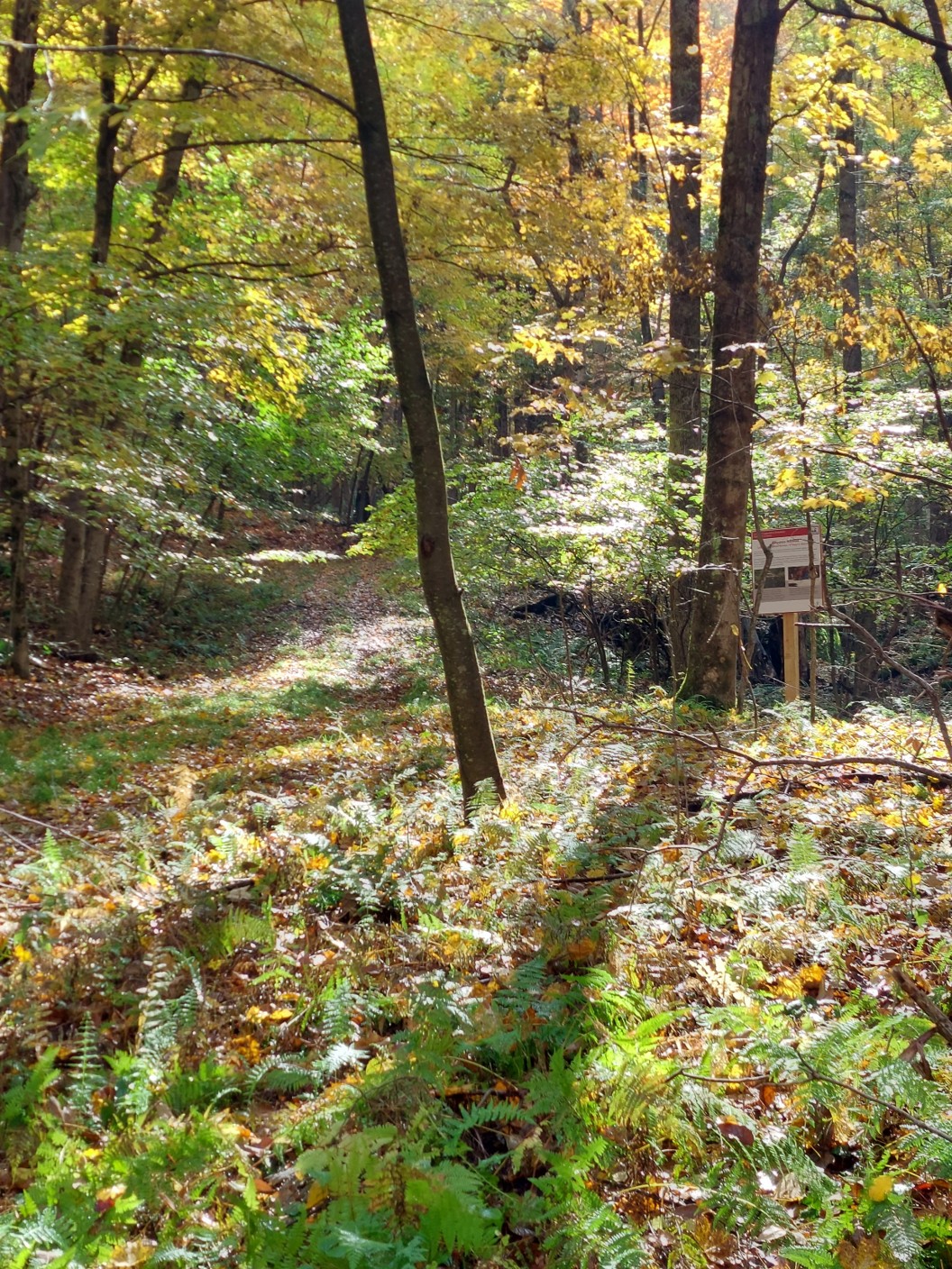 Morning sunlight through the autumn leaves at Lennox Model Forest.