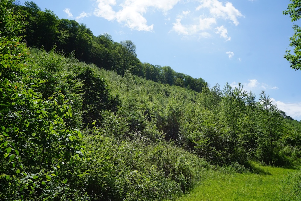 Dense vegetation re-growing in a clearcut area.