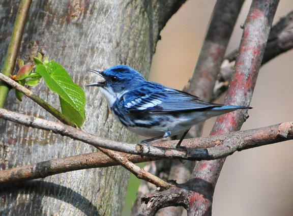 Cerulean warbler singing while perched on a branch.