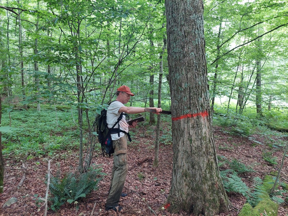 Measuring tree diameter at breast height (DBH).