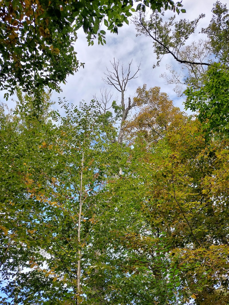 A dead white ash treetop sticks up through a hole in the canopy. It is starting to look like fall.
