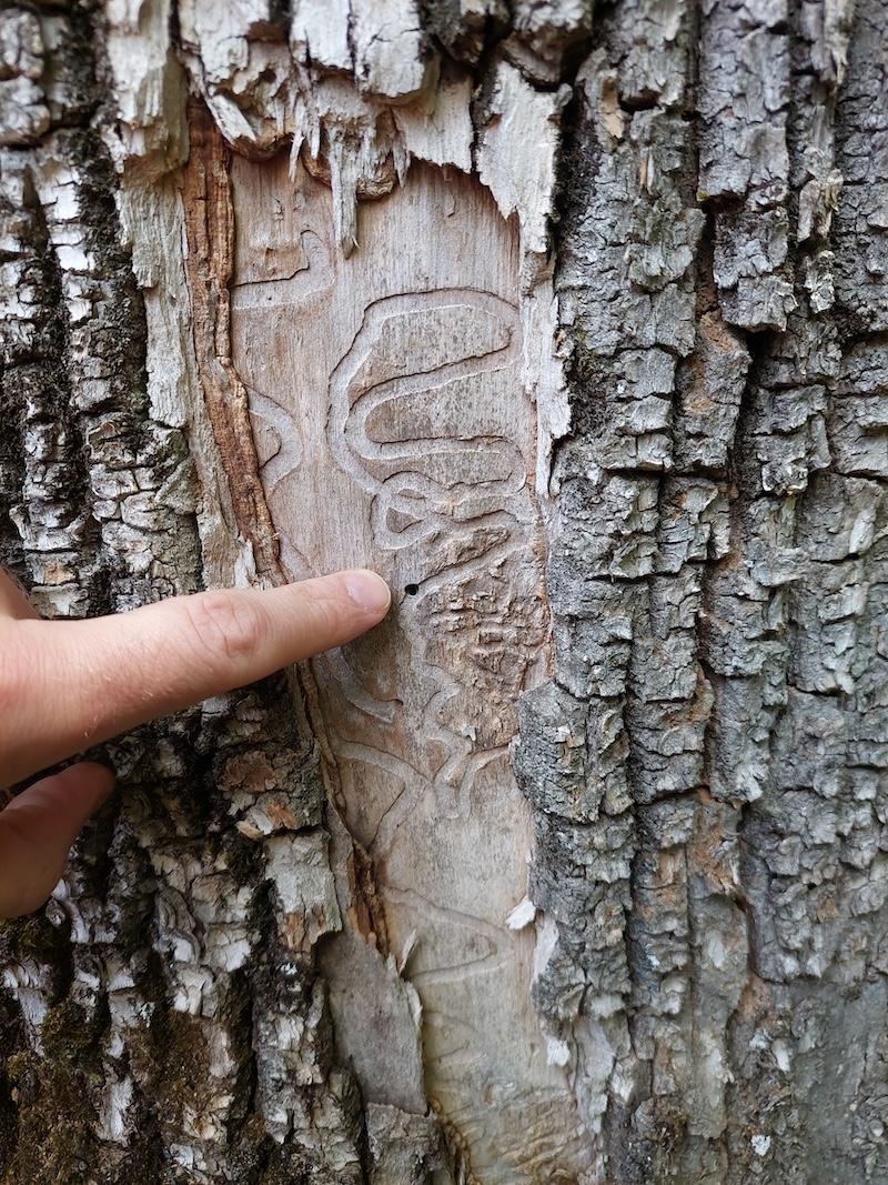 A finger points to serpentine galleries and a D-shaped exit hole visible on the cambium layer beneath the bark.