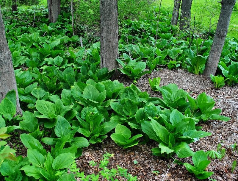 Skunk cabbage growing in the forest. 