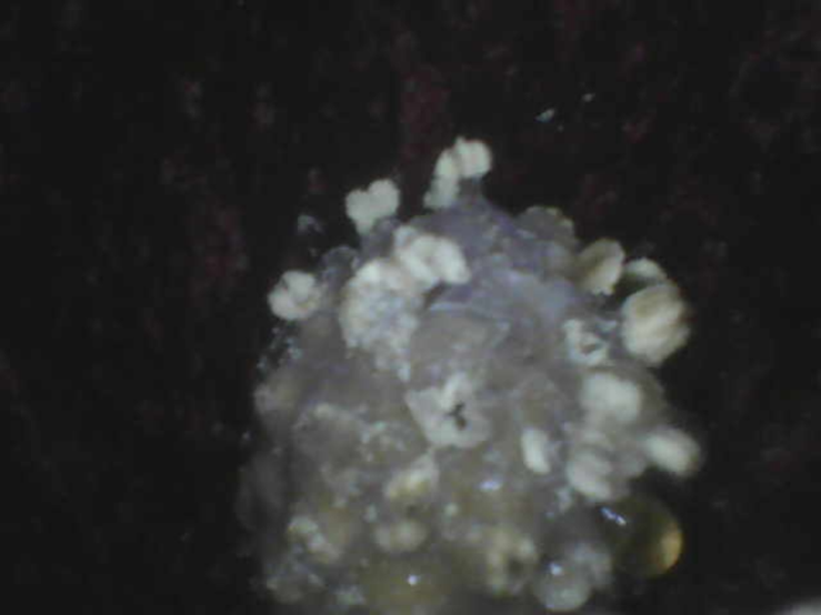 A male skunk cabbage flower.